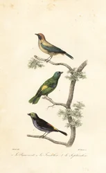 Tanager leštěný, tanager zelenohlavý a tanager paradise