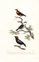 Druh Manakin.