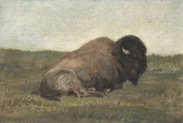 Bizon vleže, 1810-75.