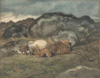 Tygr valící se na zádech, 1810-75.