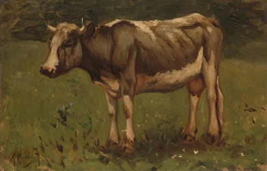 Kráva