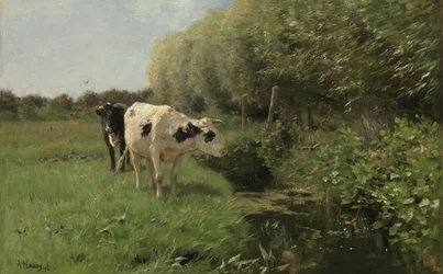 Krávy na pastvině