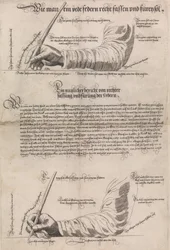 Schreibkunst Umění psát, 1601, 1631.