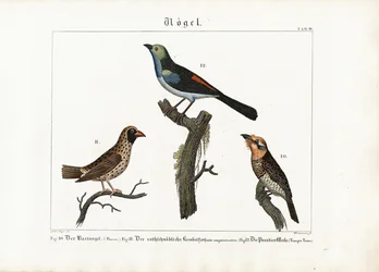 Barbet, tkalcovský pták a muška rajská