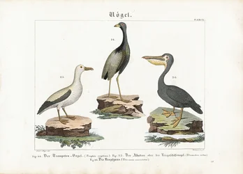 Trubač, albatros a pelikán