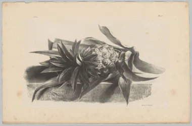 Ananas Flower and Fruit Studies (...) 3. epizoda (název série)