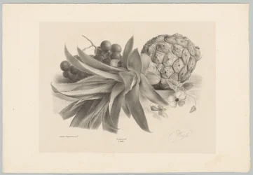 Ananas a hrozny Flower and Fruit Studies (...) 10. epizoda (název série)