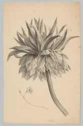 Květ na stonku Flower and Fruit Studies (...) 3. epizoda (název série)