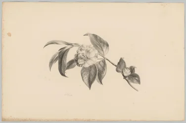 Květiny Flower and Fruit Studies (...) 3. epizoda (název série)