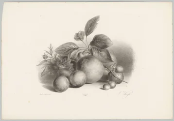 Květiny, nektarinky a lískové ořechy Flower and Fruit Studies (...) 10. epizoda (název série)