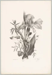 Diverse bloemen Bloem en Fruit Studien (...) 10e aflevering (series title)   1373600   cs       czech Successfully Translated  Original: Fire in the Port Translat: Fire in the Port 1276830 cs czech Successfully Translated Original: Musical Still Life Trans