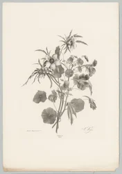 Různé květiny Flower and Fruit Studies (...) 10. epizoda (název série)