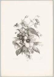 Různé květiny Flower and Fruit Studies (...) 10. epizoda (název série)