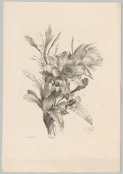 Různé květiny Flower and Fruit Studies (...) 10. epizoda (název série)