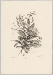 Hortenzie a další květiny Flower and Fruit Studies (...) 10. epizoda (název série)