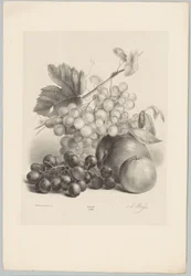 Červené a bílé hrozny a jablka Flower and Fruit Studies (...) 10. epizoda (název série)