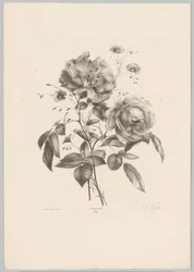 Květ růže a karafiátu Flower and Fruit Studies (...) 10. epizoda (název série)