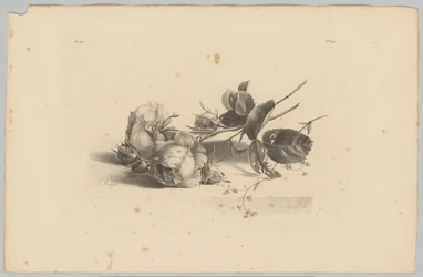 růže Flower and Fruit Studies (...) 3. epizoda (název série)