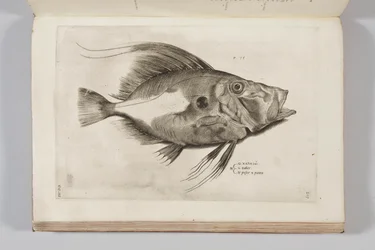 Ilustrace z „Aquatilium animantium historia, liber primus“ od Ippolita Salvianiho, 1554