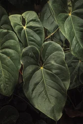 Anthurium Andraeanum V, 2024 (digitální fotografie)