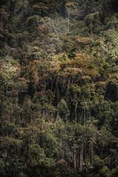 Mantiqueira XXXV, 2015 (digitální fotografie)