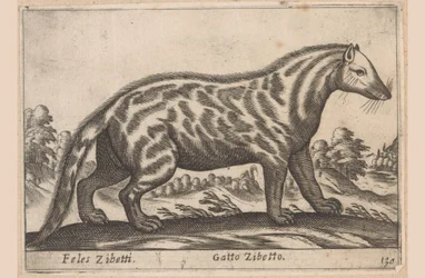 Civetkat Feles Zibetti / Cat Cibet (název na objektu) Dieren en fabelwezens (název série) Nova sbírka nejkurióznějších zvířat na světě (název série)
