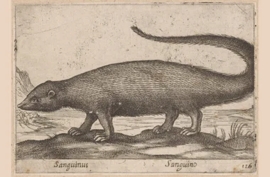 Fretachte Sanguinus/ Sanguino (název na objektu) Dieren en fablewezens (název série) Nová kolekce nejkurióznějších zvířat světa (název série)