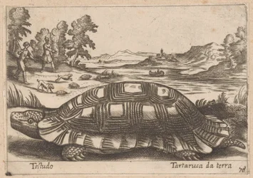 Landschildpad Testudo / pozemní želva (název na objektu) Dieren en fabelwezens (název série) Nova sbírka nejkurióznějších zvířat na světě (název série)