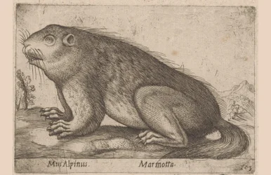 Mumlá Alpská myš / Marmotta (název na objektu) Dieren en fablewezens (název série) Nova raccolta de li animali piu curiosi del mondo (název série)