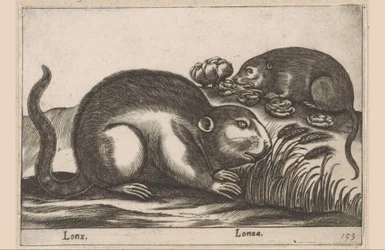 Dva ondatry Lonx/Lonza (název na objektu) Zvířata a mýtická stvoření (název série) Nova raccolta de li animali piu curiosi del mondo (název série)