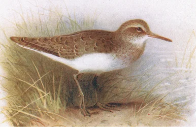 Sandpiper obecný, z Birds of the British Isles and Their Eggs, vydané Frederick Warne & Co Ltd, 1958