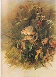 Dormouse, z Thorburns Mammals vydané Longmans and Co, c. 1920