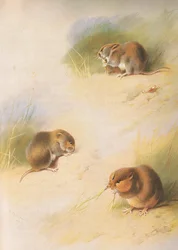 Field Vole, Bank Vole a Orkney Vole, od Thorburns Mammals vydané Longmans and Co, c. 1920