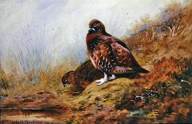 Tetřevi