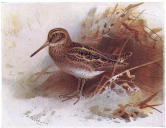 Bekasina otavní, z knihy Birds of the British Isles and Their Eggs vydané nakladatelstvím Frederick Warne & Co Ltd, 1958