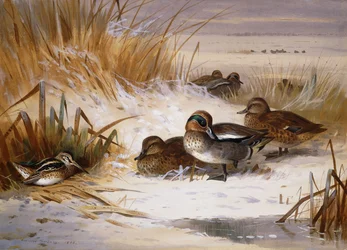 Widgeon divoký a Snipe na okraji bazénu v zimě
