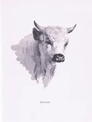 Park Cattle, 1938