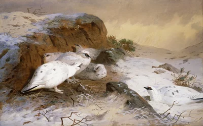 Ptarmigan ve sněhu