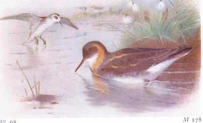 Red Necked Phalarope (léto a podzim), z Birds of the British Isles and Their Eggs vydané Frederick Warne & Co Ltd, 1958