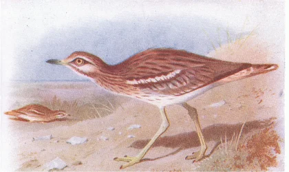 Stone Curlew, z Birds of the British Isles and Their Eggs vydané Frederick Warne & Co Ltd, 1958