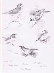 Studie o drozdech, 1938