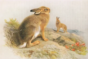 The Mountain Hare and the Irish Hare in autumn, z Thorburns Mammals vydané Longmans and Co, c. 1920