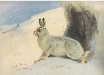 The Mountain Hare in winter, od Thorburns Mammals vydané Longmans and Co, c. 1920
