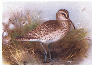Whimbrel, z Birds of the British Isles and Their Eggs vydané Frederick Warne & Co Ltd, 1958