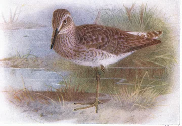 Wood Sandpiper, from Birds of the British Isles and Their Eggs, vydané Frederick Warne & Co Ltd, 1958