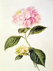 PD.64-1975 Hydrangea hydrangea