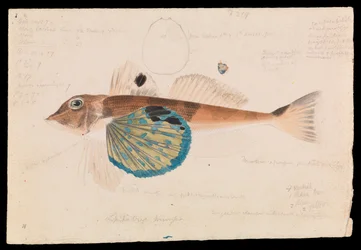 Motýl Gurnard, Lepidotrigla vanessa