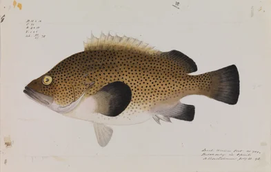 Východní Wirra, Acanthistius ocellatus