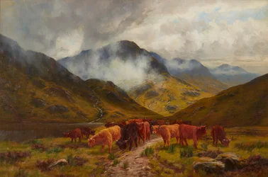 Highland Cattle (olej na plátně)