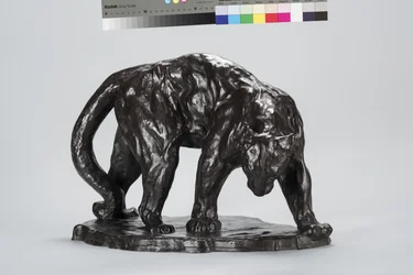 Velká Puma Vonící Ox Track